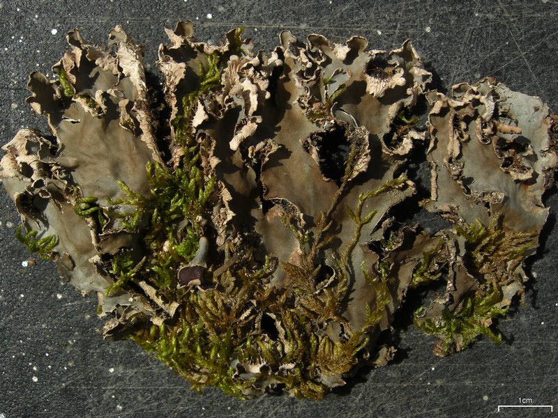 Peltigera degenii