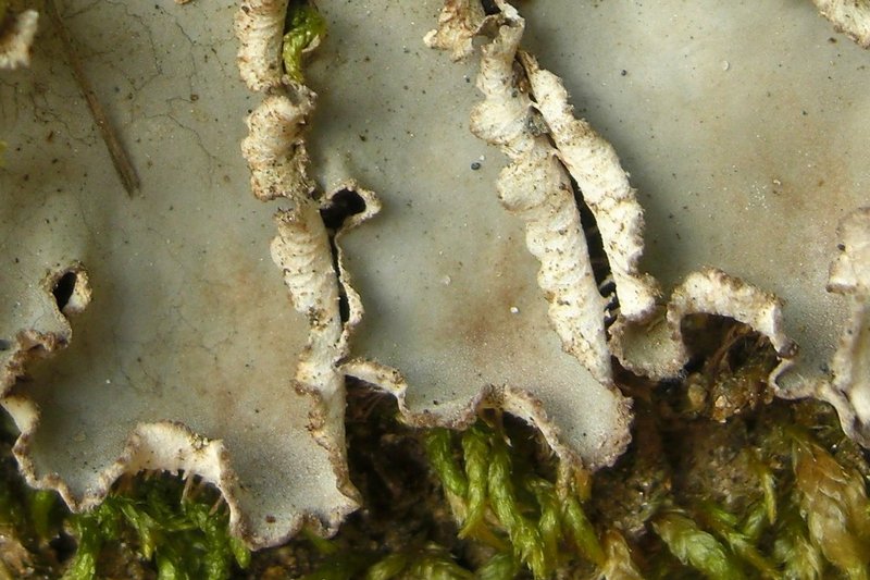 Peltigera degenii