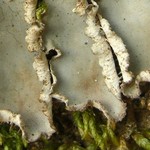 Peltigera degenii