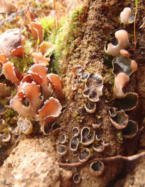 Peltigera didactyla