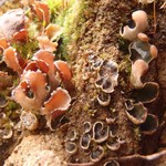 Peltigera didactyla