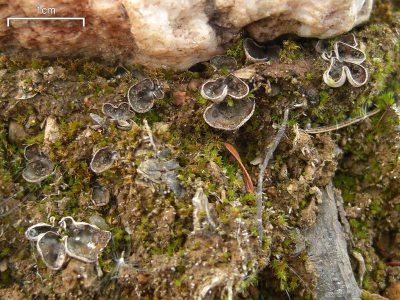 Peltigera didactyla