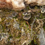 Peltigera didactyla