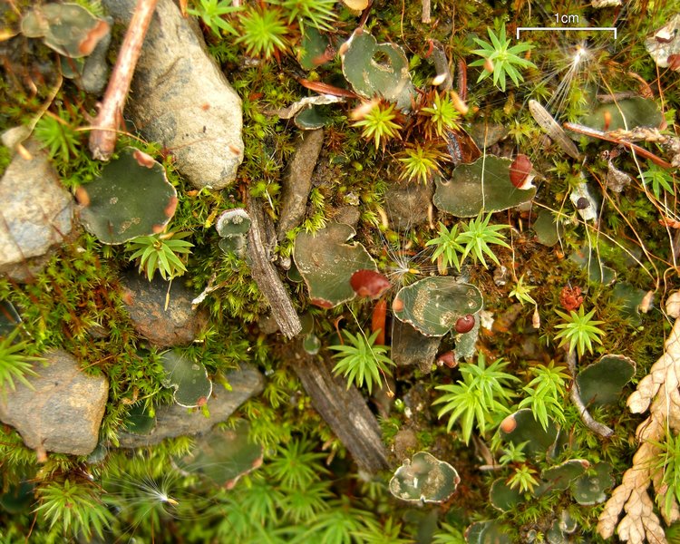 Peltigera didactyla