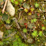 Peltigera didactyla