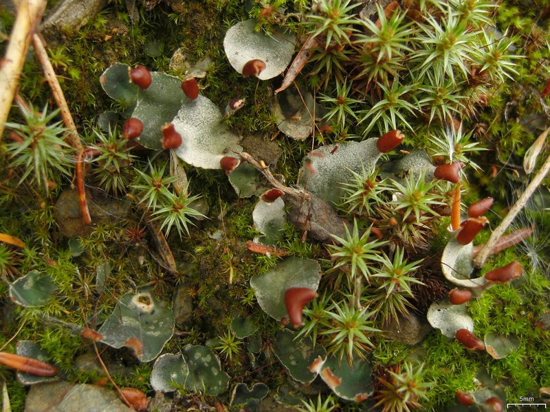 Peltigera didactyla