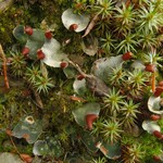 Peltigera didactyla