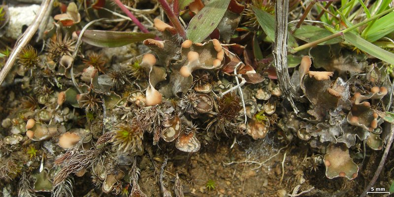 Peltigera didactyla