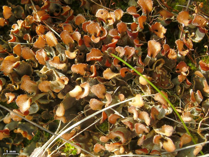 Peltigera didactyla