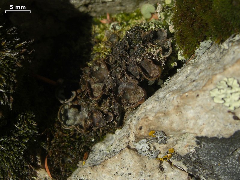 Peltigera didactyla