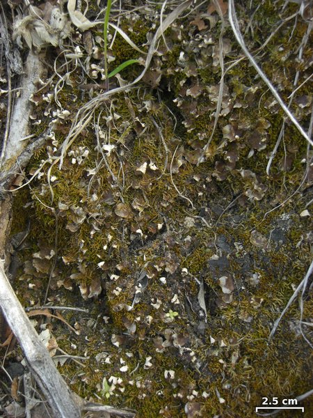 Peltigera didactyla