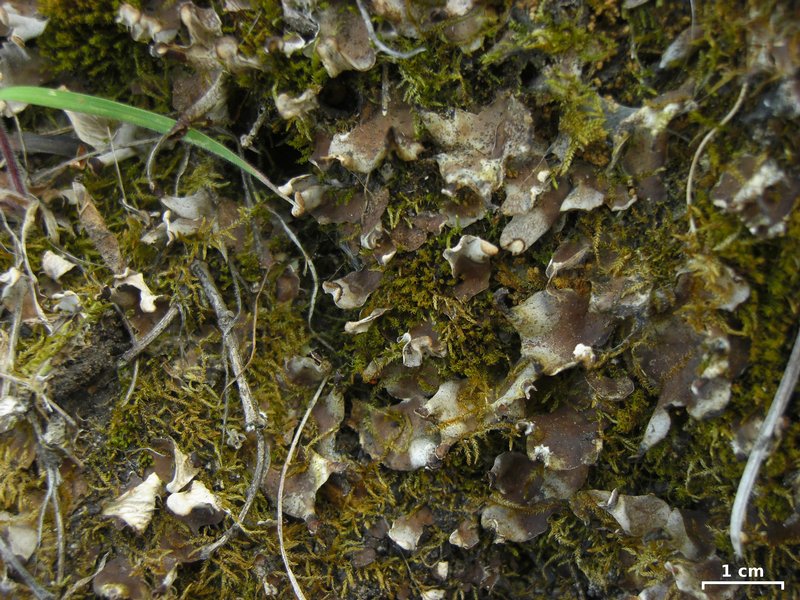 Peltigera didactyla