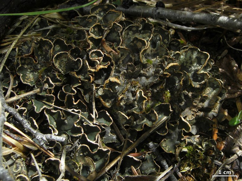 Peltigera didactyla