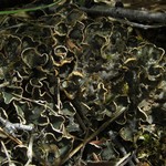 Peltigera didactyla