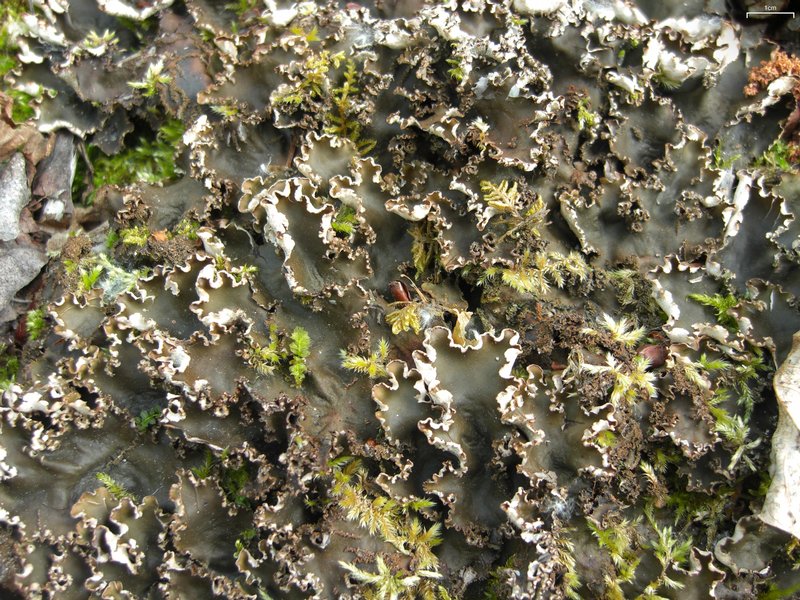 Peltigera elisabethae