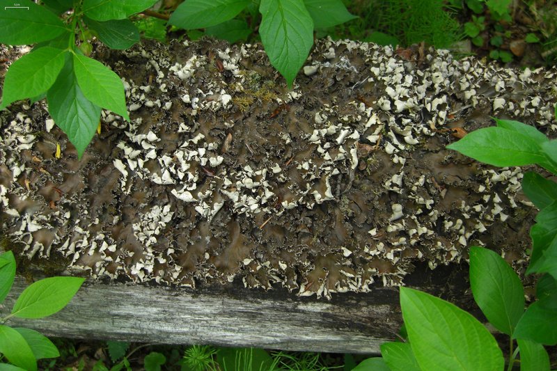 Peltigera elisabethae