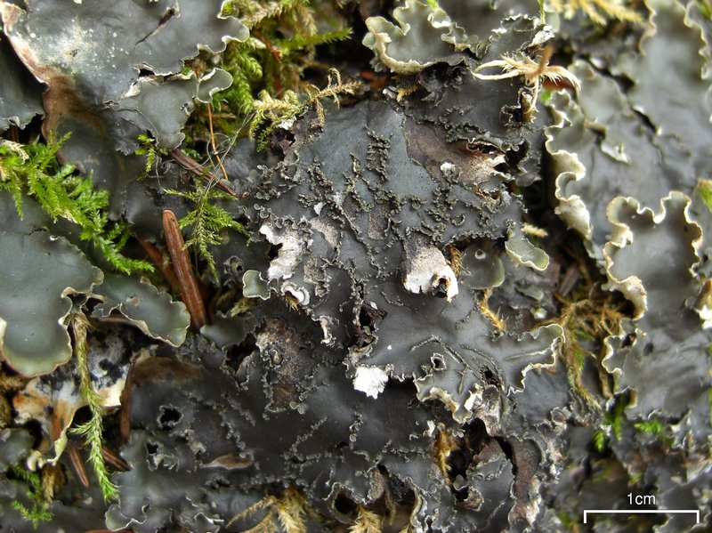 Peltigera elisabethae