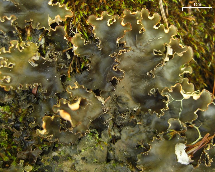 Peltigera elisabethae