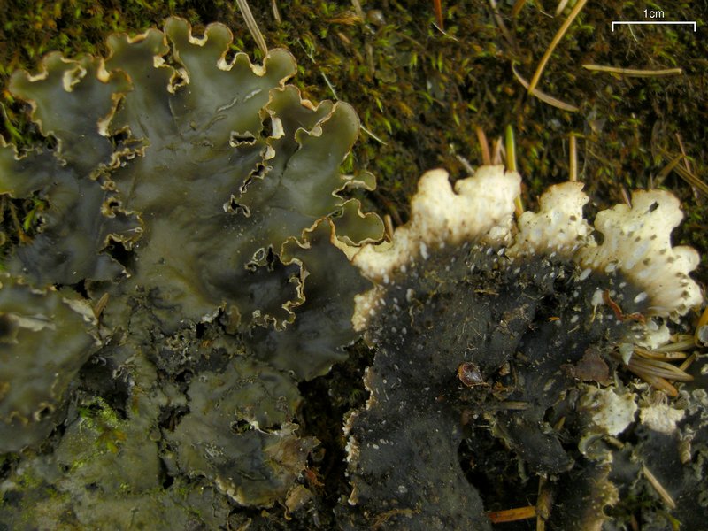 Peltigera elisabethae