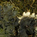 Peltigera elisabethae