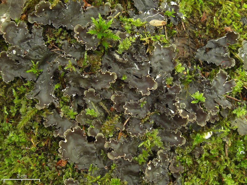 Peltigera elisabethae