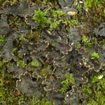 Peltigera elisabethae