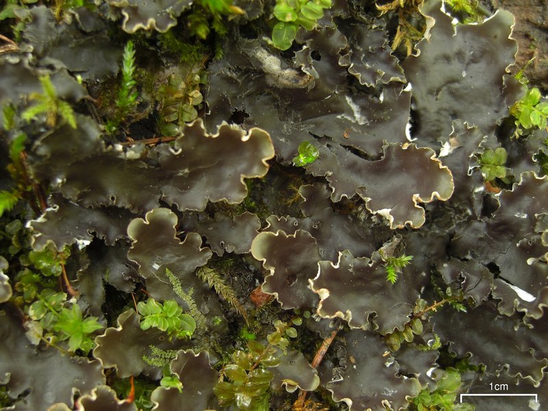 Peltigera elisabethae