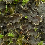 Peltigera elisabethae