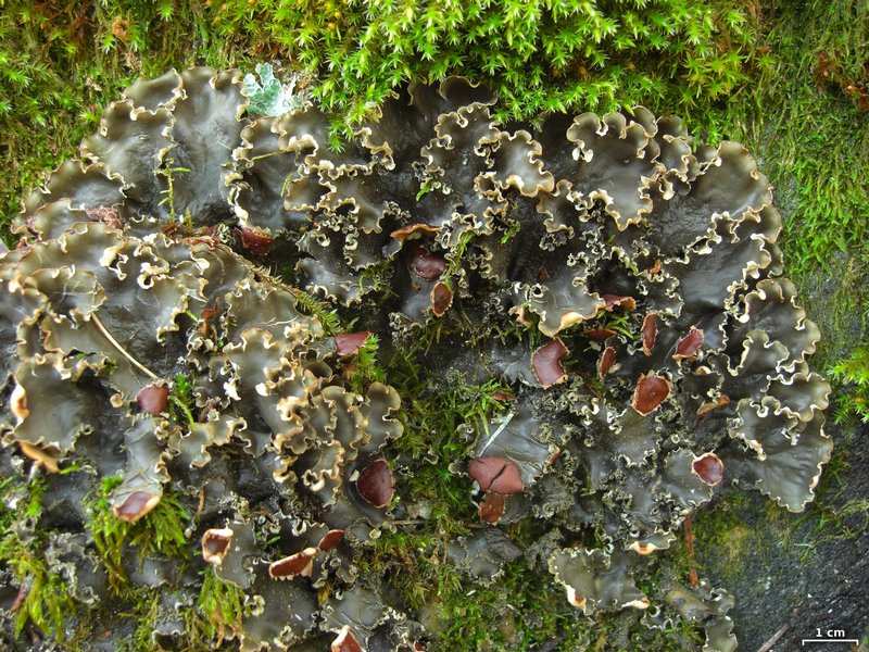 Peltigera elisabethae