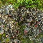 Peltigera elisabethae