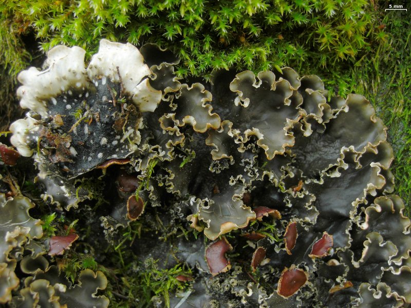 Peltigera elisabethae
