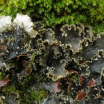 Peltigera elisabethae