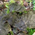 Peltigera evansiana