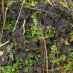 Peltigera evansiana