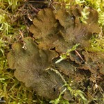 Peltigera evansiana