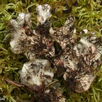 Peltigera evansiana