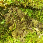 Peltigera evansiana