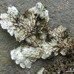 Peltigera evansiana