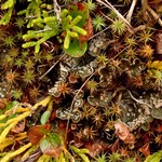 Peltigera extenuata