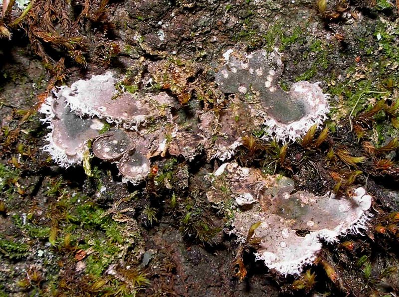 Peltigera extenuata