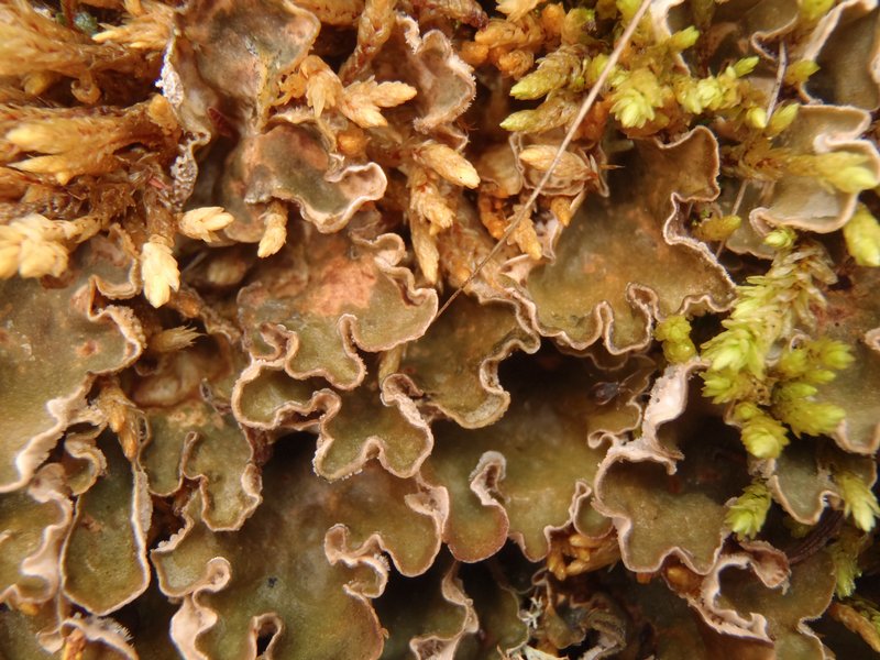 Peltigera extenuata