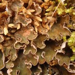 Peltigera extenuata