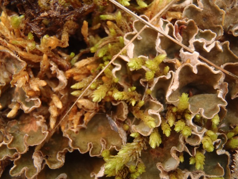 Peltigera extenuata