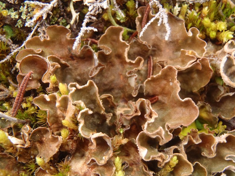 Peltigera extenuata