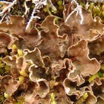 Peltigera extenuata