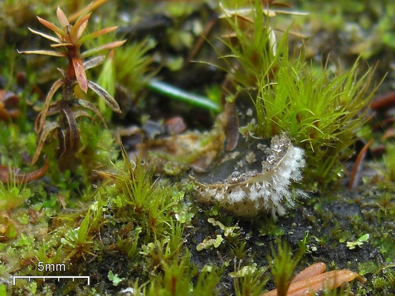 Peltigera extenuata