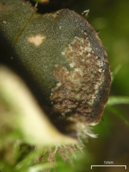 Peltigera extenuata