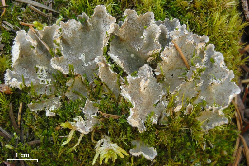 Peltigera extenuata