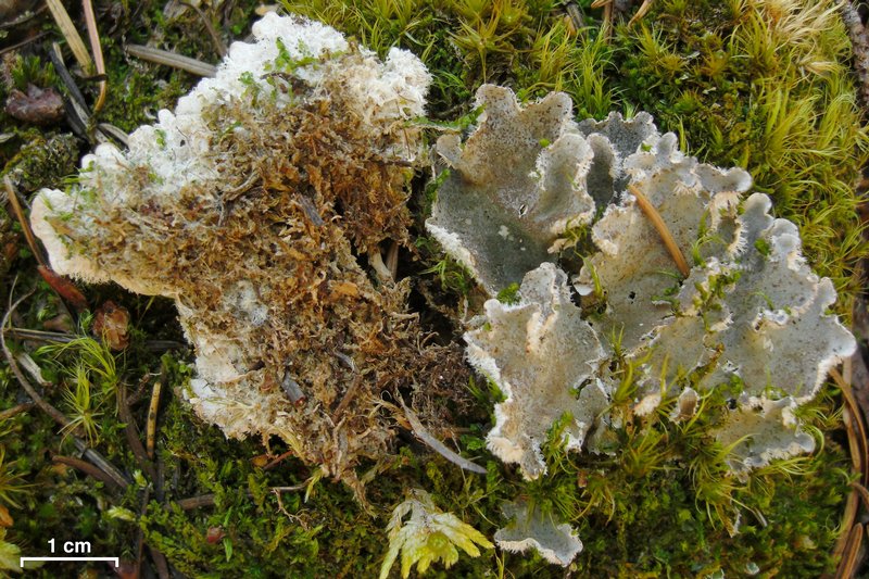 Peltigera extenuata