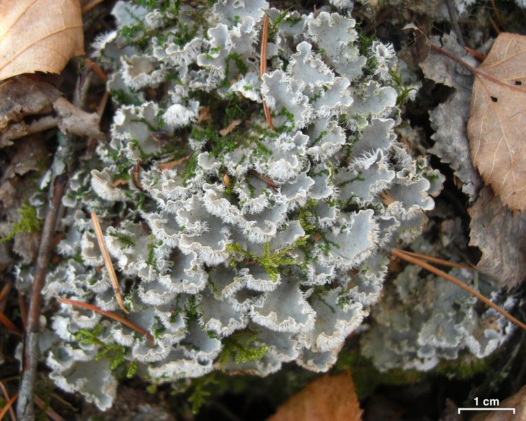 Peltigera extenuata